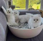 Gorgeous  Ragdoll Kittens