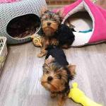 Adorale yorkie puppies for sale cheap price