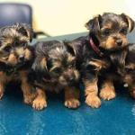 Yorkshire drinks puppies for sale with vaccines