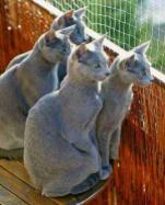 Russian Blue breed cats for sale, male and female