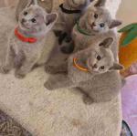 Purebred Russian Blue kittens for sale with pedigree