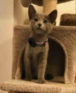 Beautiful Russian Blue kittens for sale