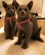 Beautiful Russian Blue kittens for sale